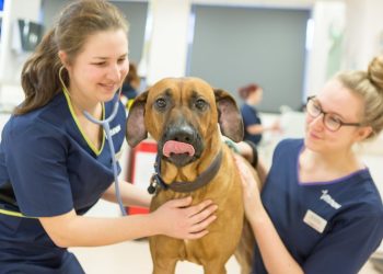 What To Do If Your Pet Needs Emergency Care: A General Veterinarian’s Advice