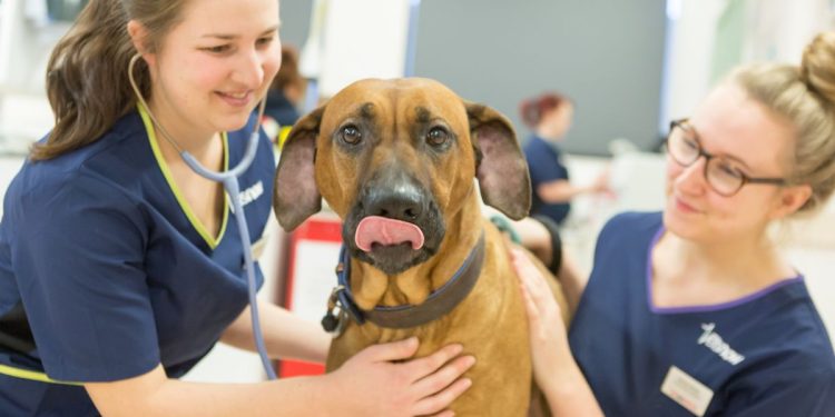 What To Do If Your Pet Needs Emergency Care: A General Veterinarian’s Advice