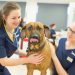What To Do If Your Pet Needs Emergency Care: A General Veterinarian’s Advice