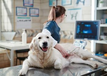 Common Pet Illnesses And How Veterinary Hospitals Diagnose Them