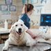 Common Pet Illnesses And How Veterinary Hospitals Diagnose Them