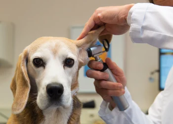 The Role Of A General Veterinarian In Your Pet’s Lifelong Health