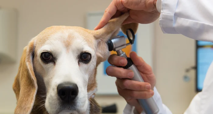 The Role Of A General Veterinarian In Your Pet’s Lifelong Health
