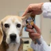 The Role Of A General Veterinarian In Your Pet’s Lifelong Health