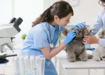 The Importance Of Surgical Facilities In Animal Hospitals