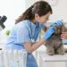 The Importance Of Surgical Facilities In Animal Hospitals