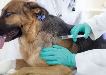 Vaccinations And Immunization Schedules From Your General Vet