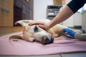 The Role Of Pet Urgent Care In After Hours Veterinary Support