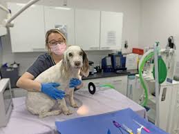 How Veterinary Hospitals Handle Emergency Situations
